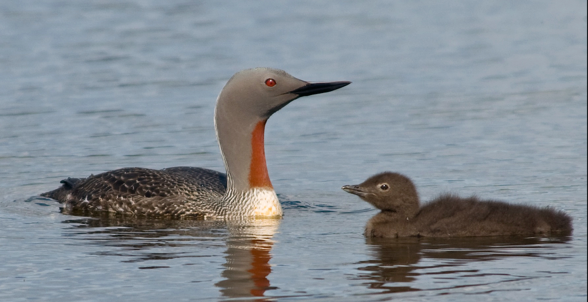 Adult Red-throated Loon with young.